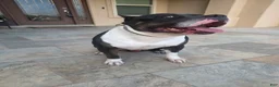 American Bully dogs for sale: American Bully Male - Ad 3