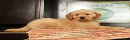 Golden Retriever dogs for sale: Flint - Ad 5