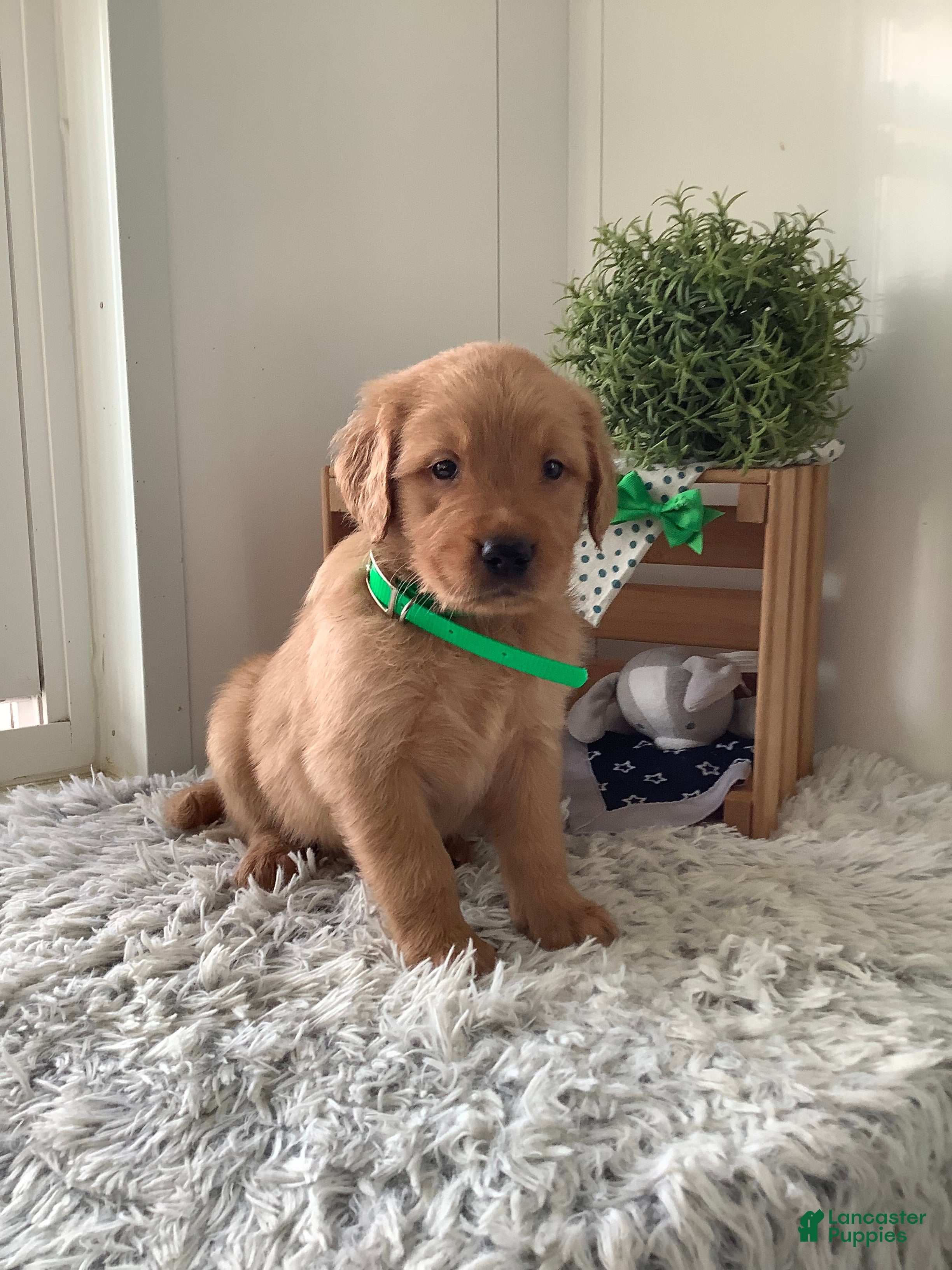 Golden Retriever dogs for sale: Golden Retriever Ticker - Ad 5