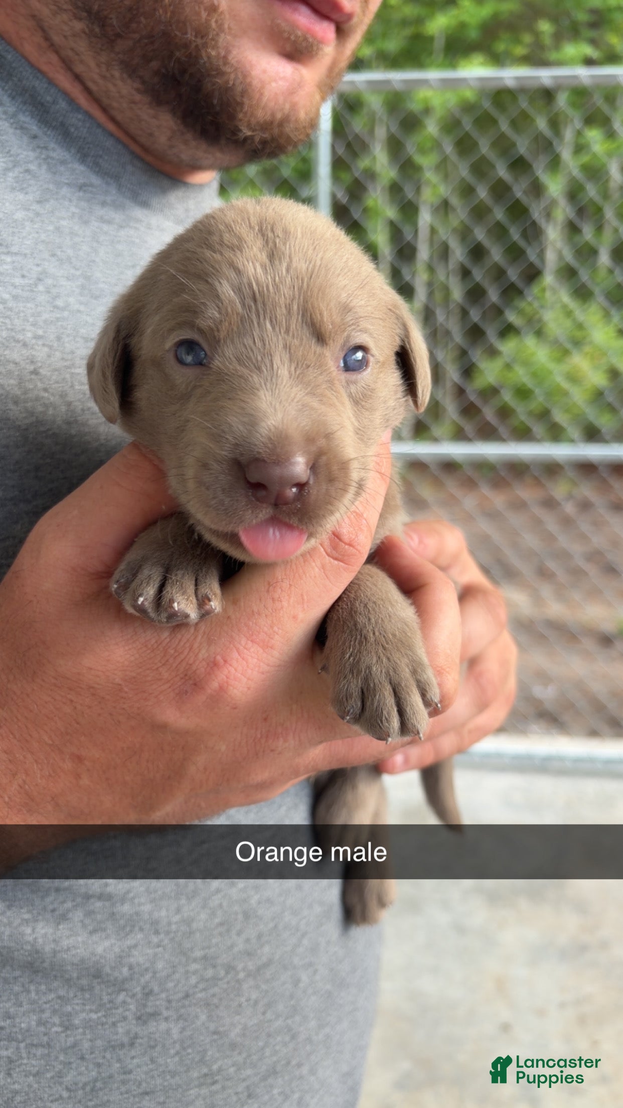 Labrador Retriever dogs Orange male - Ad 1