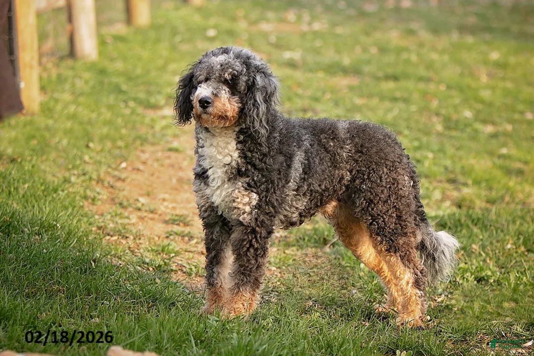 Mini Bernedoodle dogs for sale: Mike - Ad 6