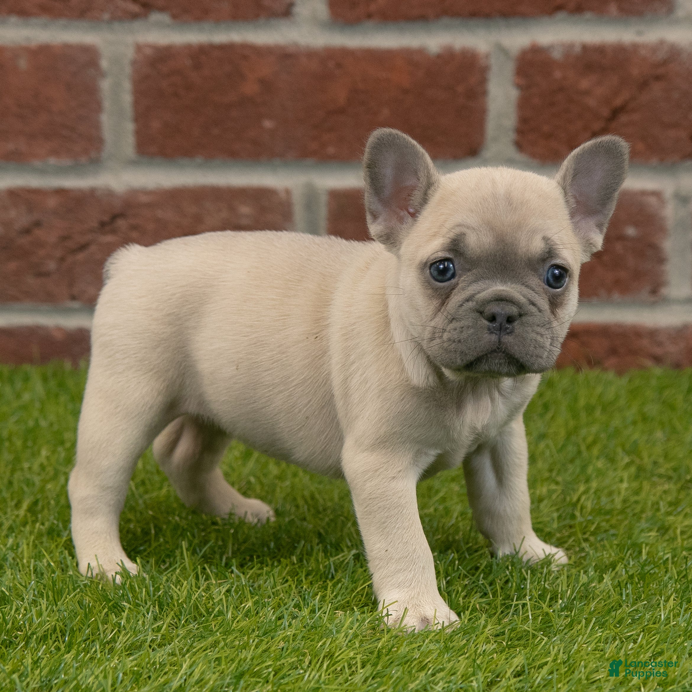 French Bulldog dogs Maggie - Ad 9
