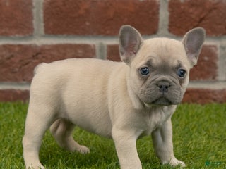 French Bulldog dogs Maggie - Ad 7