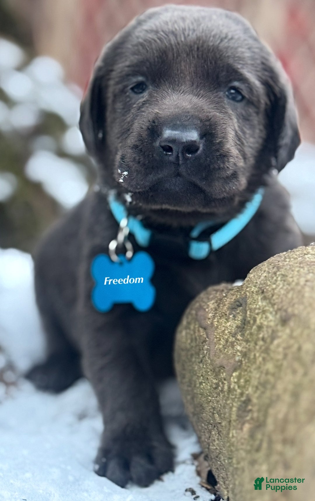 Labrador Retriever dogs for sale: Labrador Retriever Puppy 1 - Ad 16