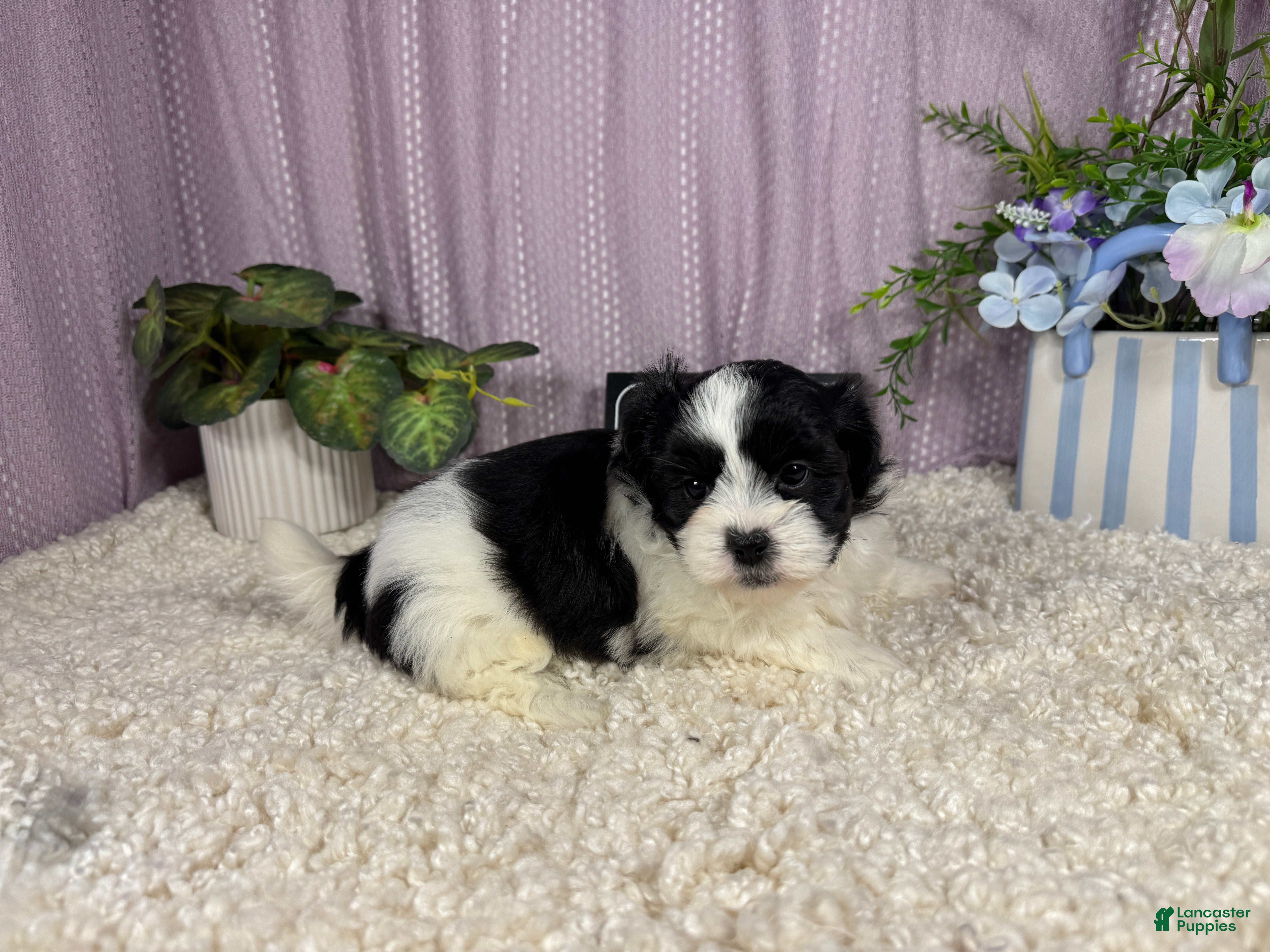 Shihpoo dogs Shihpoo 1 - Ad 12