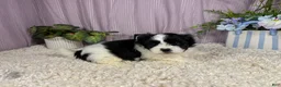 Shihpoo dogs for sale: Shihpoo 1 - Ad 1