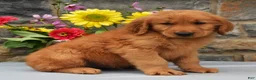 Golden Retriever dogs for sale: Chester - Ad 3