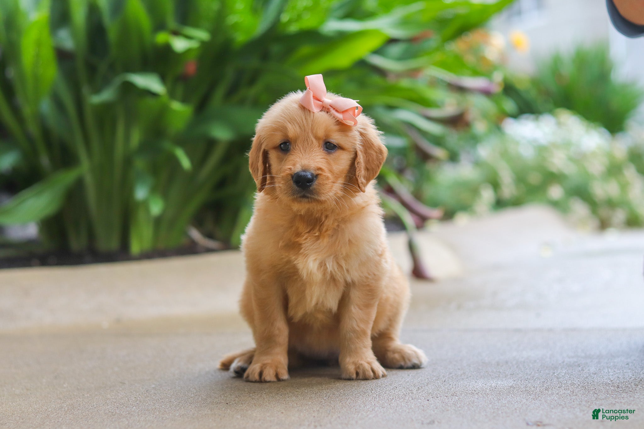 Golden Retriever dogs Indie - Ad 2