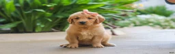 Golden Retriever dogs for sale: Indie - Ad 2