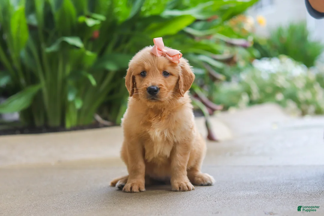 Golden Retriever dogs for sale: Indie - Ad 2