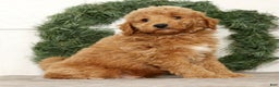 Mini Goldendoodle dogs for sale: Edgar - Ad 4