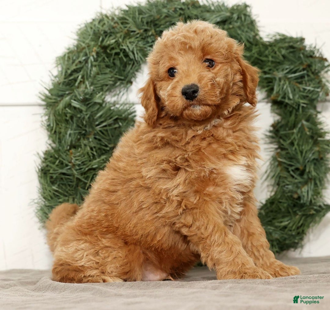 Mini Goldendoodle dogs for sale: Edgar - Ad 4