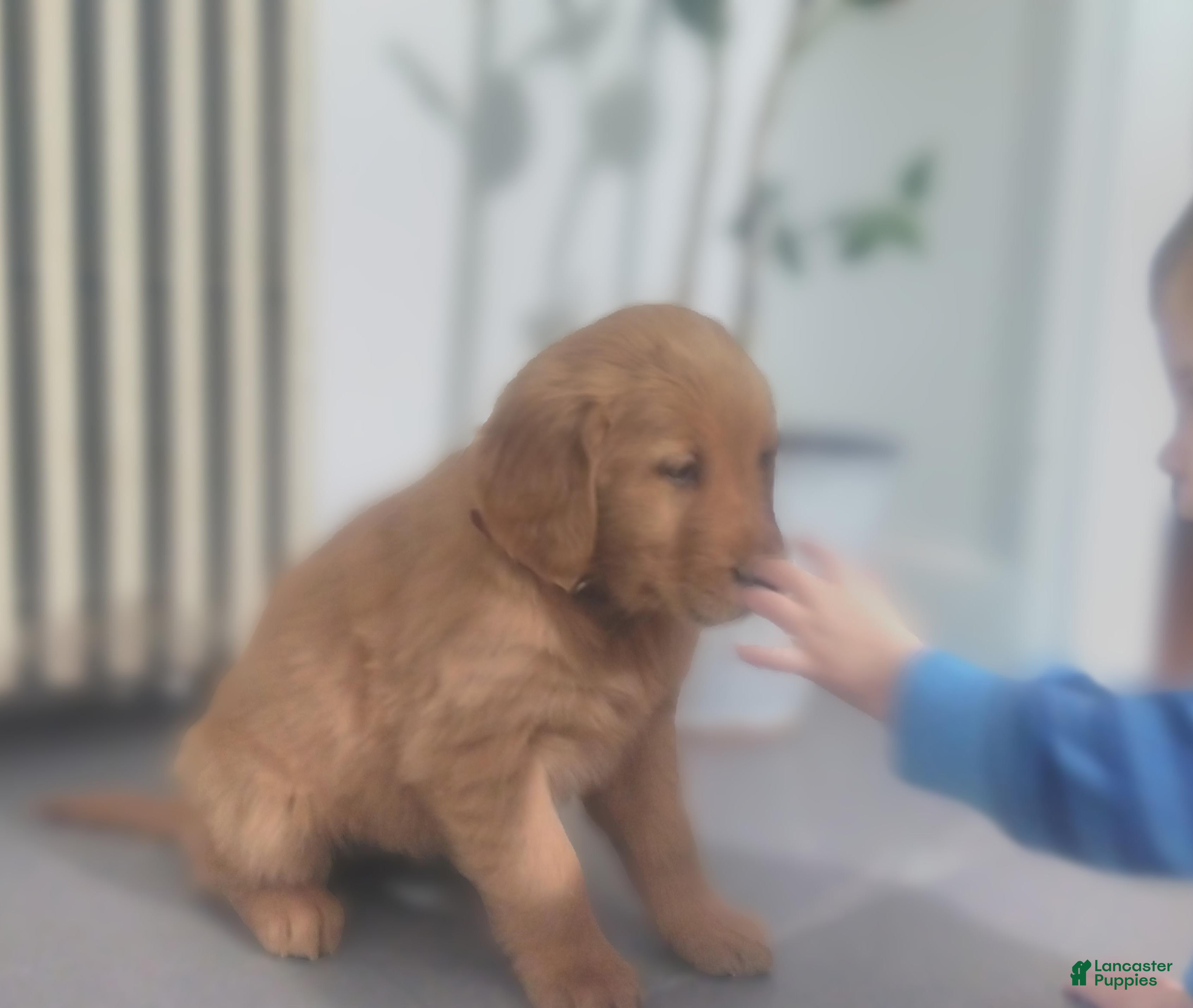 Golden Retriever dogs Willow (maroon Collar) - Ad 2