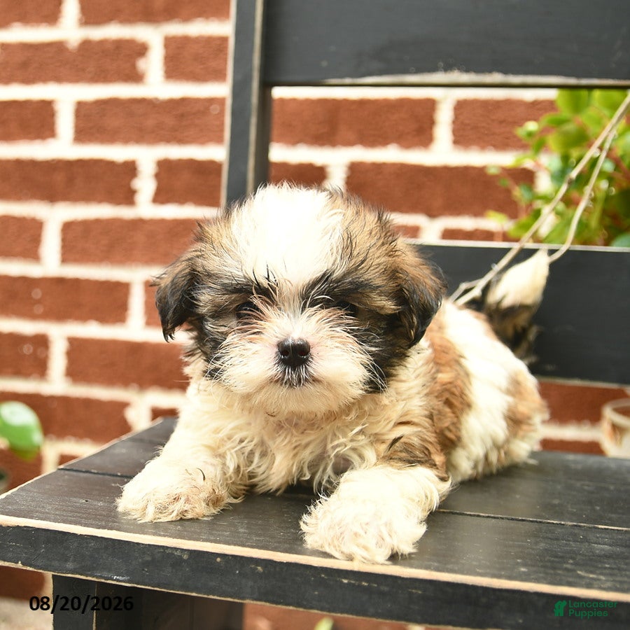 Malshi dogs Charlie  - Ad 1