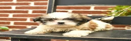 Malshi dogs for sale: Charlie  - Ad 1
