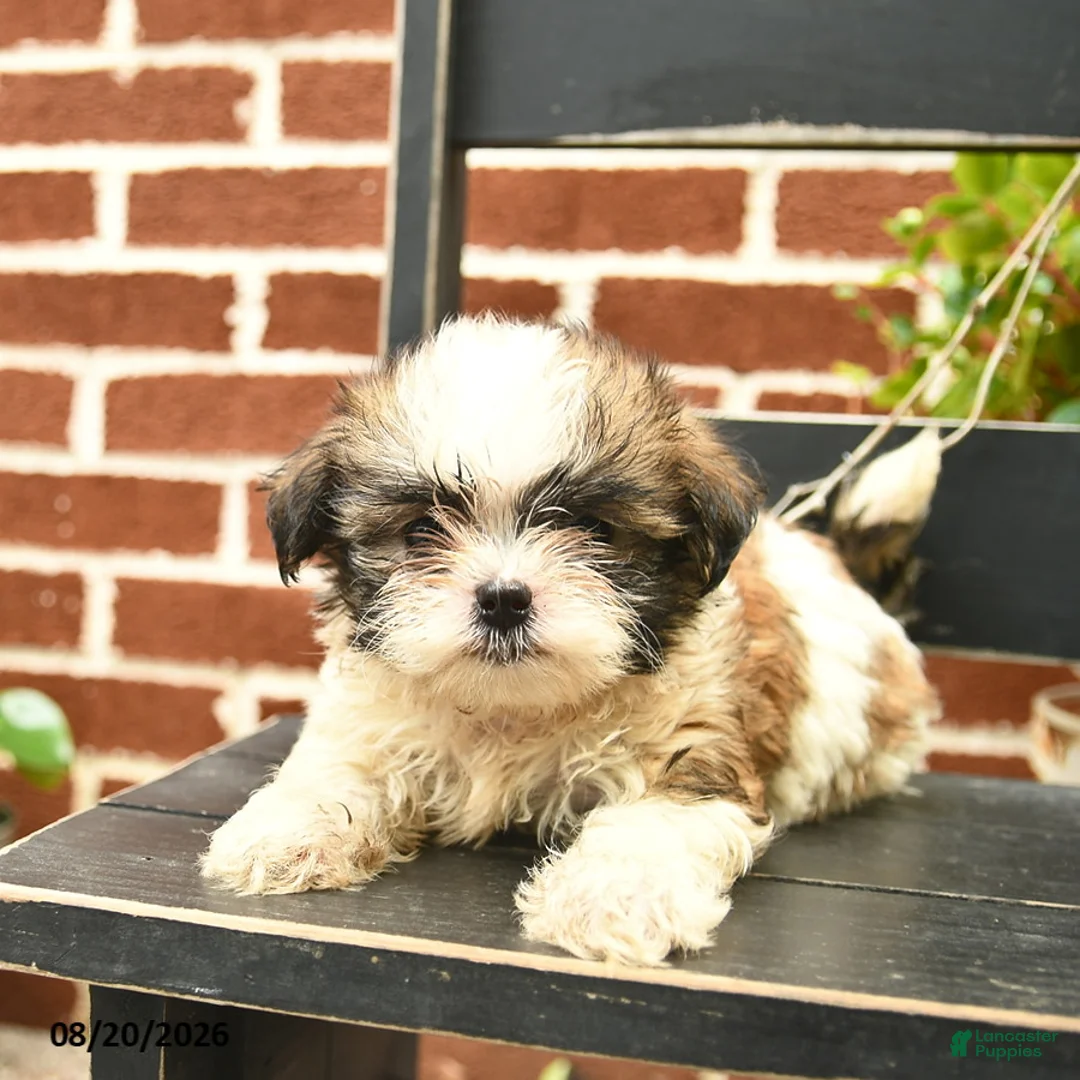 Malshi dogs for sale: Charlie  - Ad 1