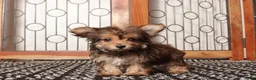 Yorkiepoo dogs for sale: Jelly Precious Tea Cup Yorkie Poo - Ad 4