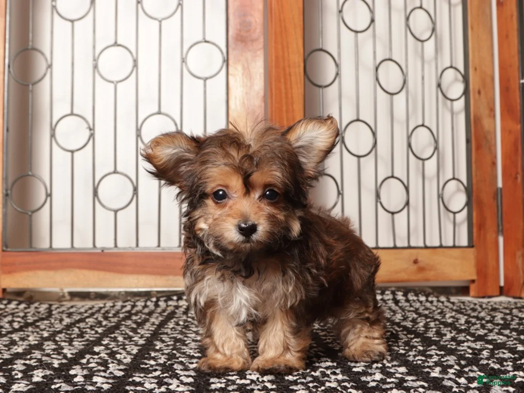Yorkiepoo dogs for sale: Jelly Precious Tea Cup Yorkie Poo - Ad 4