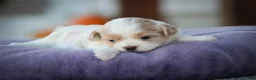 Shihpoo dogs for sale: Zaneeta Shihpoo  - Ad 5