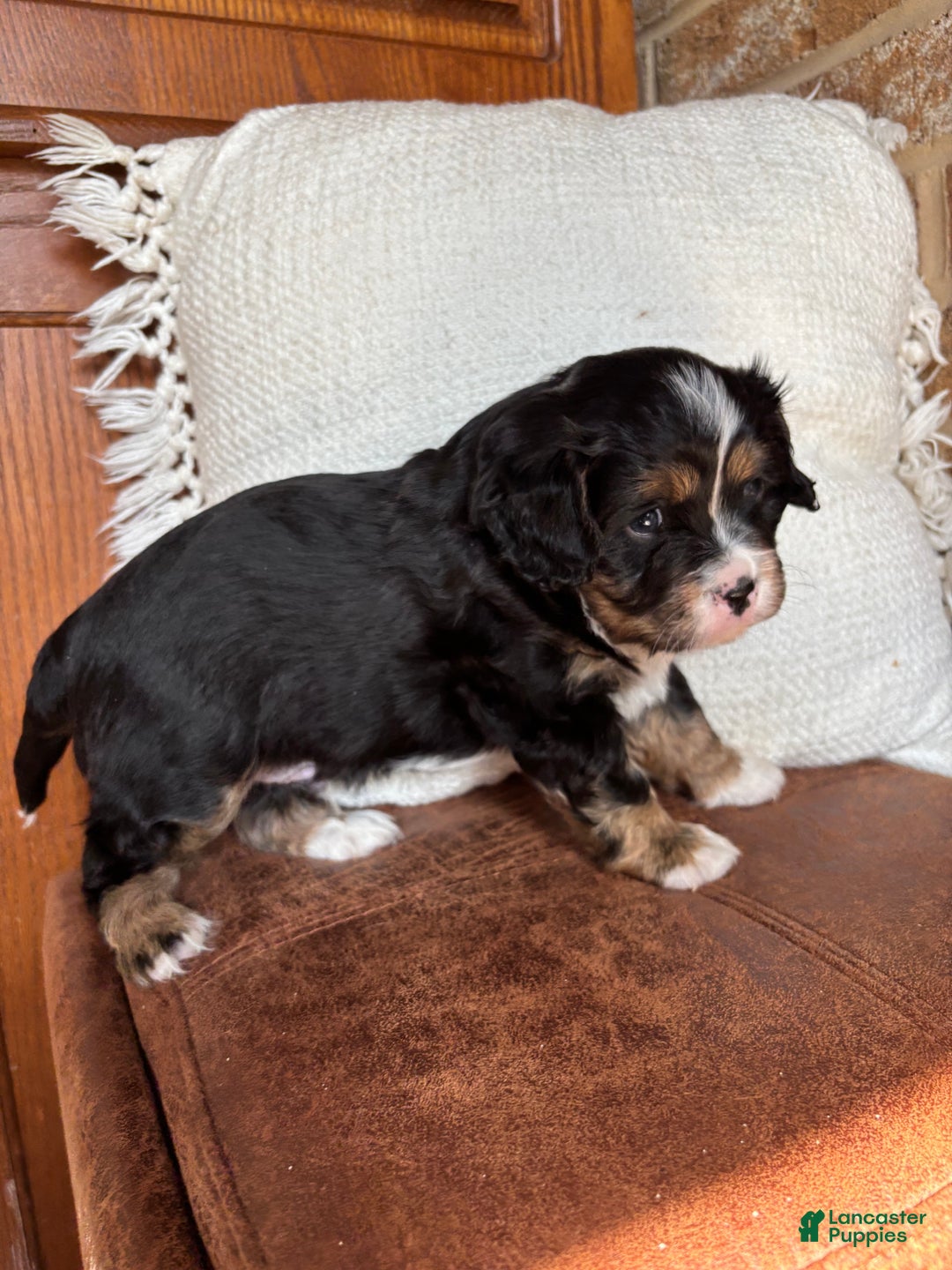 Miniature Bernese Mountain Dog dogs for sale: Tank - Ad 2