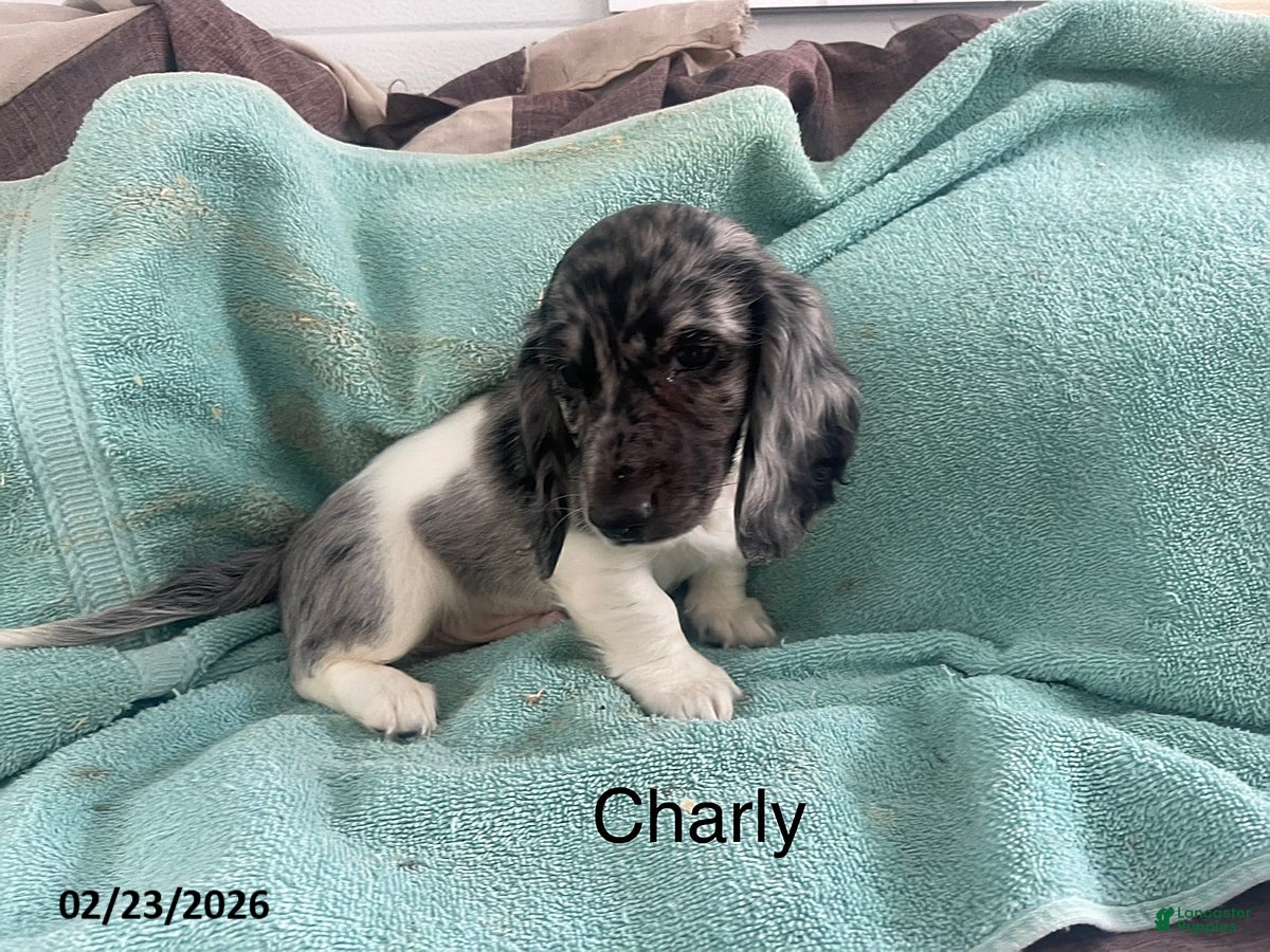 Miniature Dachshund dogs Charly - Ad 38