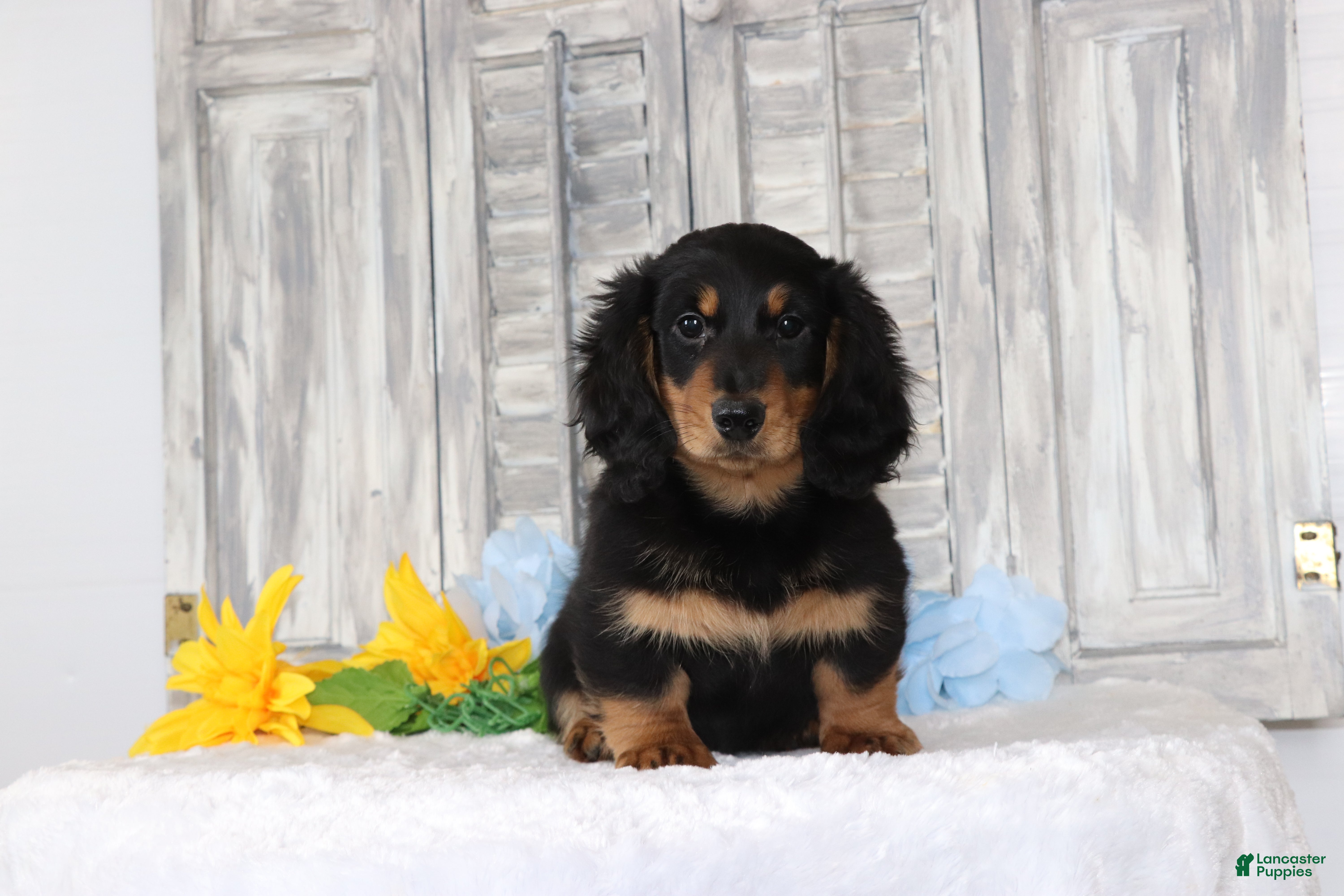 Dachshund dogs for sale: Benny - Ad 4