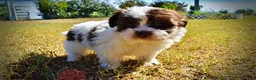 Havapoo dogs for sale: Noella - Ad 7