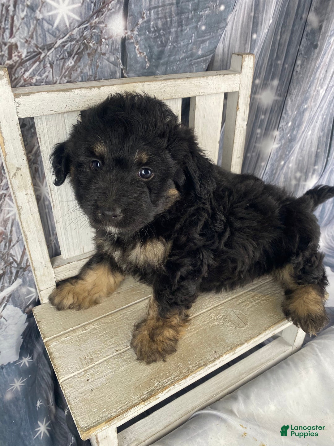 Mini Aussiedoodle dogs for sale: Isaiah - Ad 2