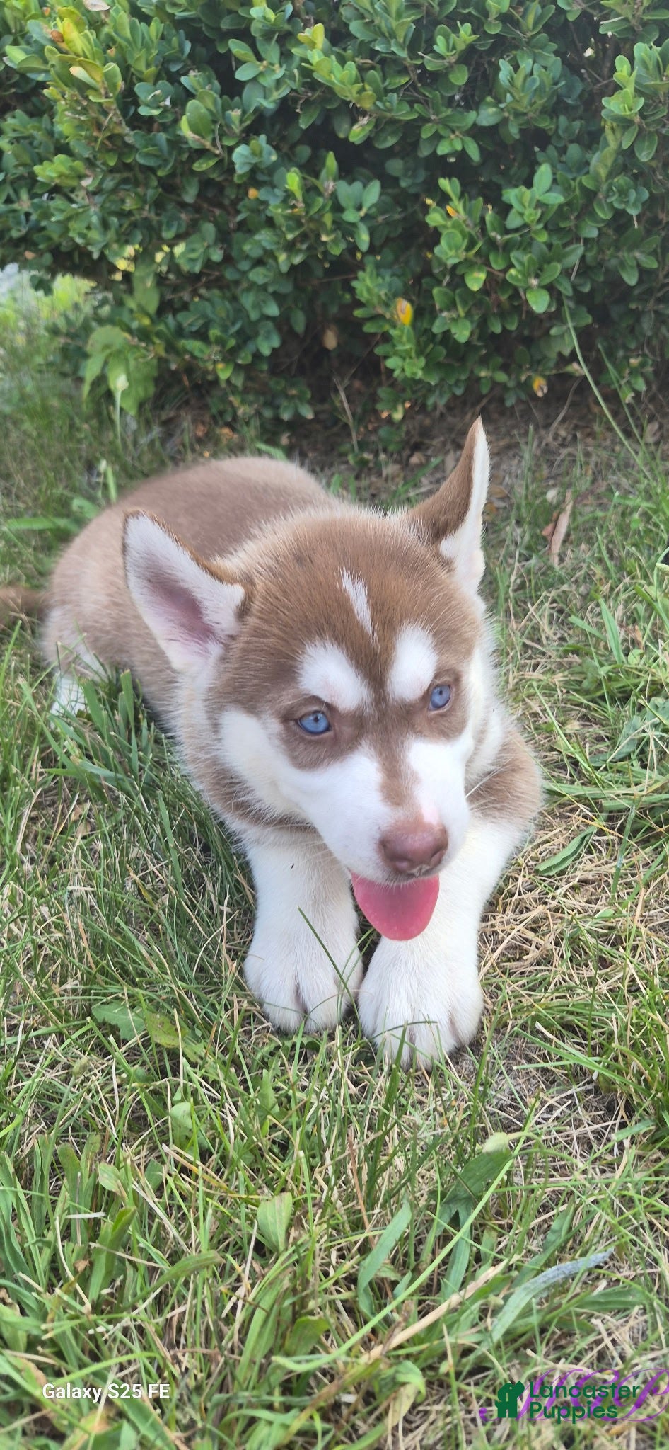 Siberian Husky dogs Sage - Ad 15