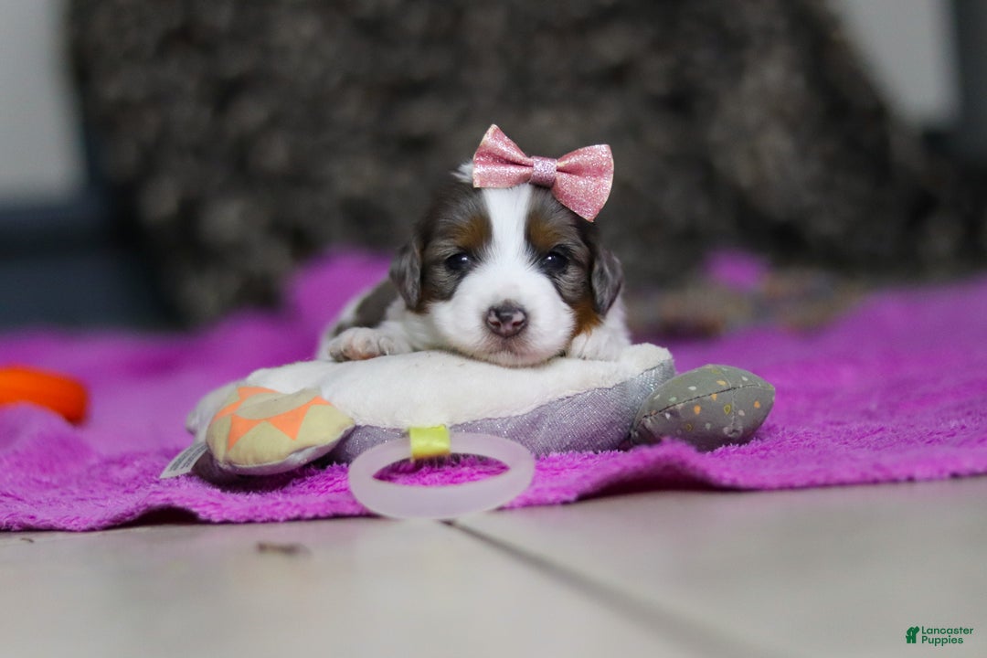 Mini Bernedoodle dogs for sale: Destiny — Female — $1999 - Ad 5