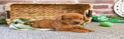 Labrador Retriever dogs for sale: Phoenix  - Ad 2