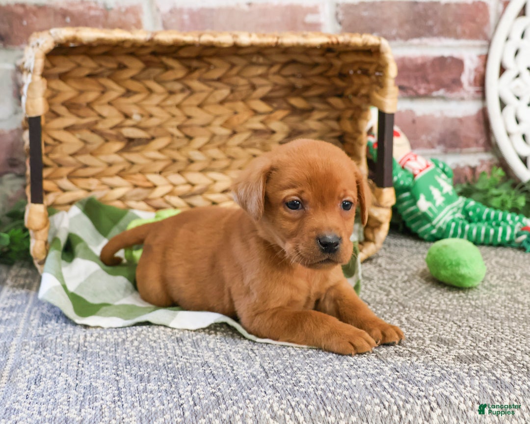 Labrador Retriever dogs for sale: Phoenix  - Ad 2