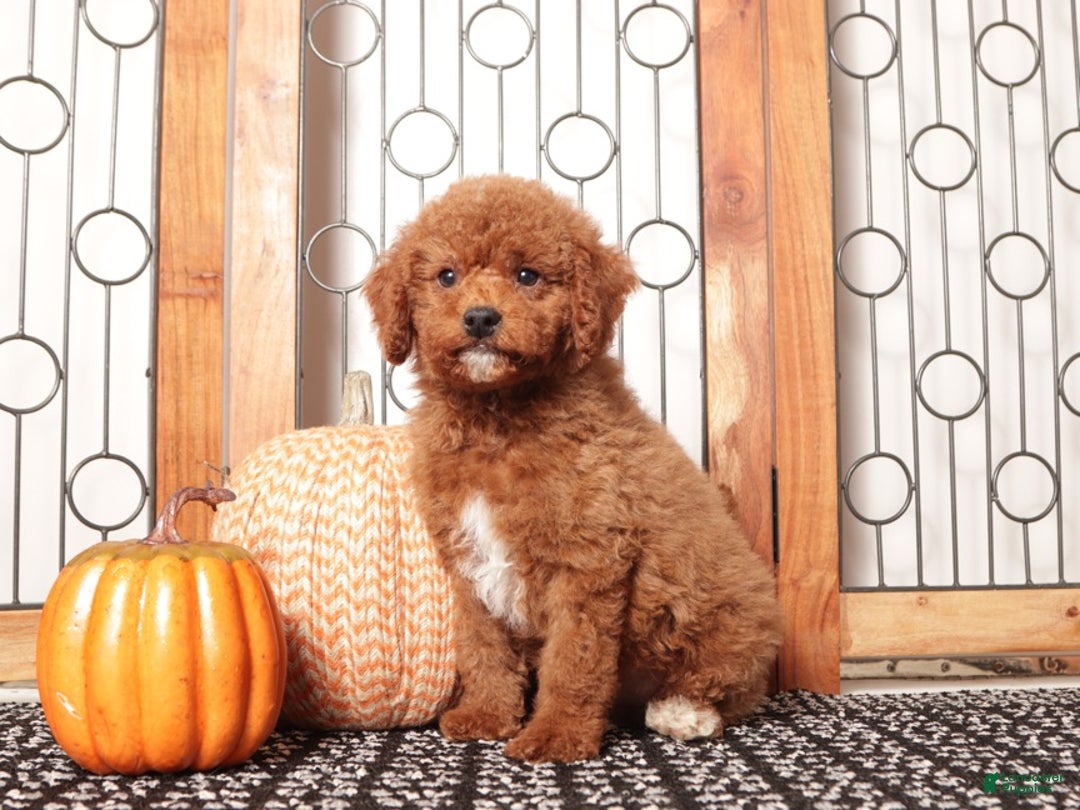 Mini Goldendoodle dogs for sale: Jack - F1B Male Mini Goldendoodle  - Ad 2