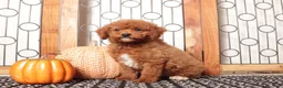 Mini Goldendoodle dogs for sale: Jack - F1B Male Mini Goldendoodle  - Ad 2