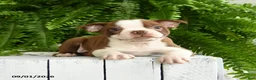 Boston Terrier dogs for sale: Zeus - Ad 2