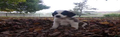 Lucy