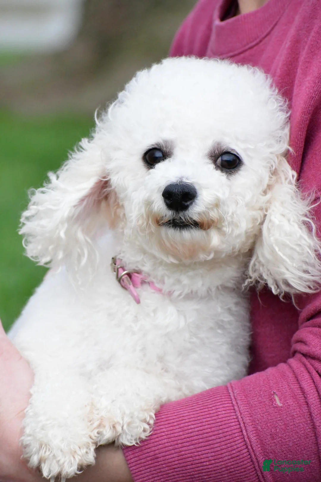 Bichpoo dogs for sale: lucy - Ad 9