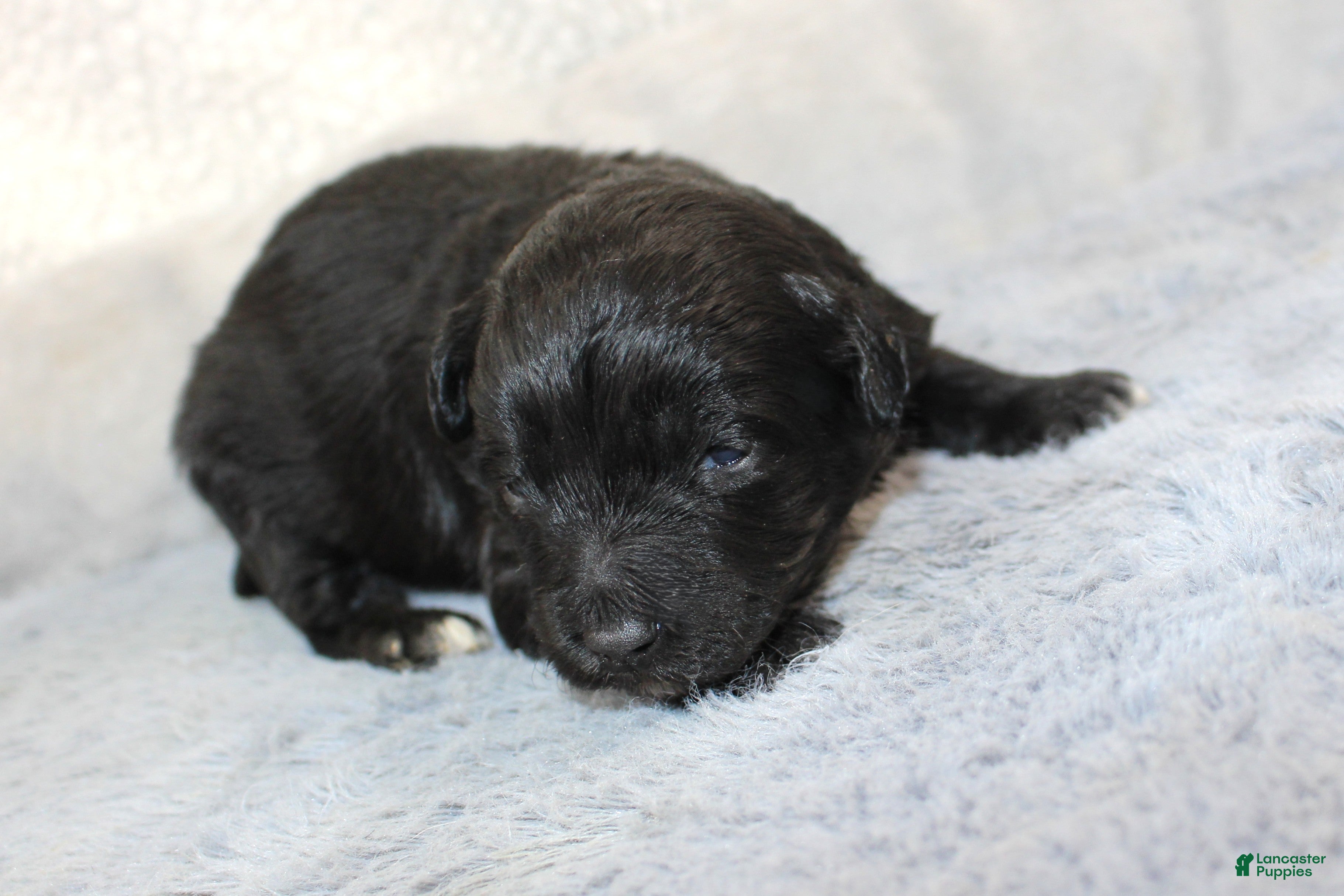 Aussiedoodle dogs Rose - Ad 26