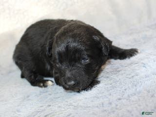 Aussiedoodle dogs Rose - Ad 26