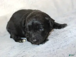 Aussiedoodle dogs Rose - Ad 27