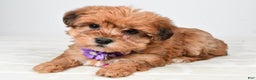 Yorkiepoo dogs for sale: Tillie - Ad 2