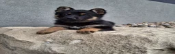 German Shepherd dogs for sale: Skye - Ad 6
