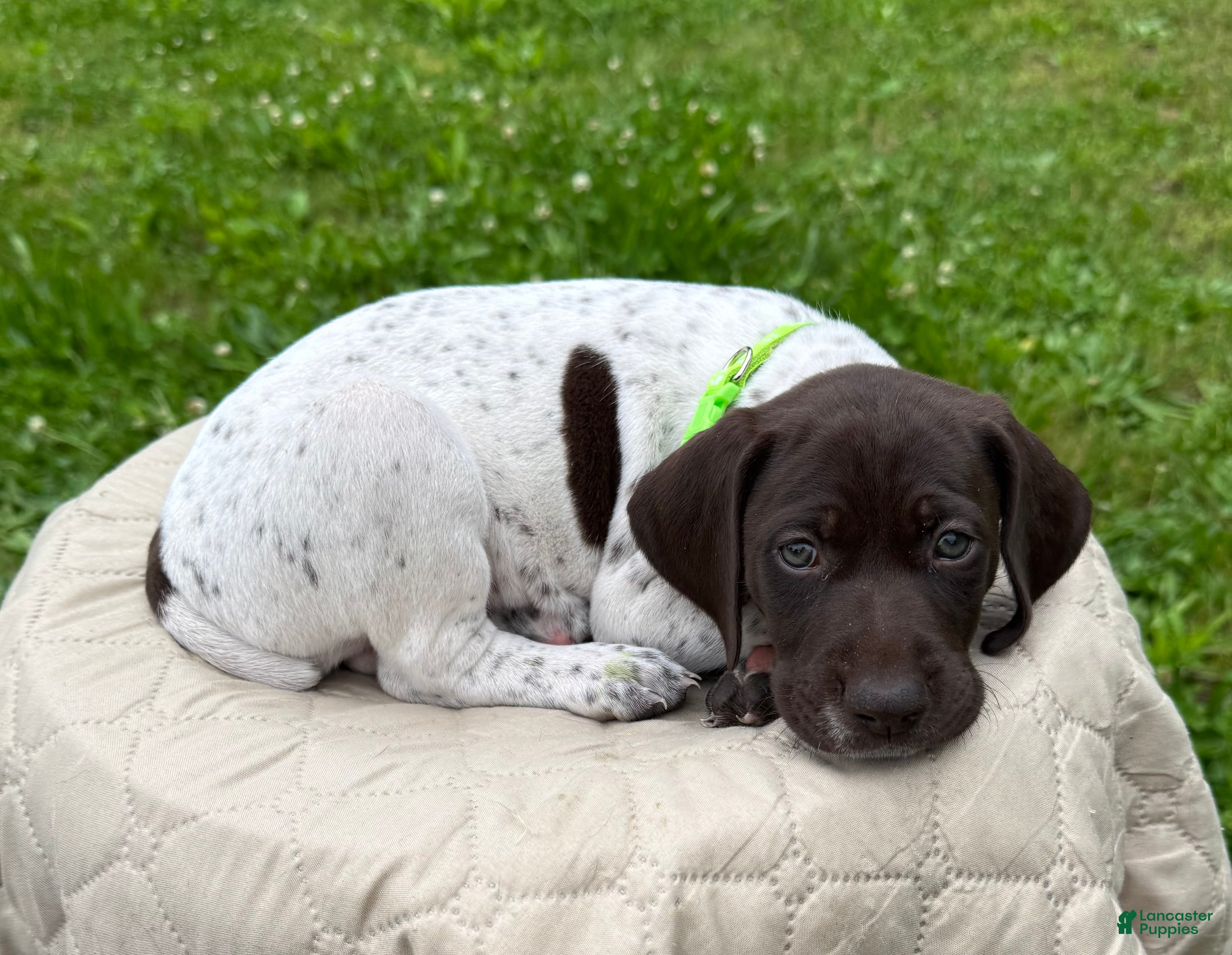 German Shorthaired Pointer dogs German Shorthaired Pointer Puppy 5 - Ad 1