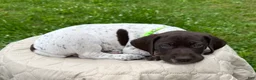 German Shorthaired Pointer dogs for sale: German Shorthaired Pointer Puppy 5 - Ad 1