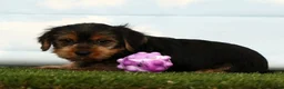 Yorkshire Terrier dogs for sale: Hero - Ad 4