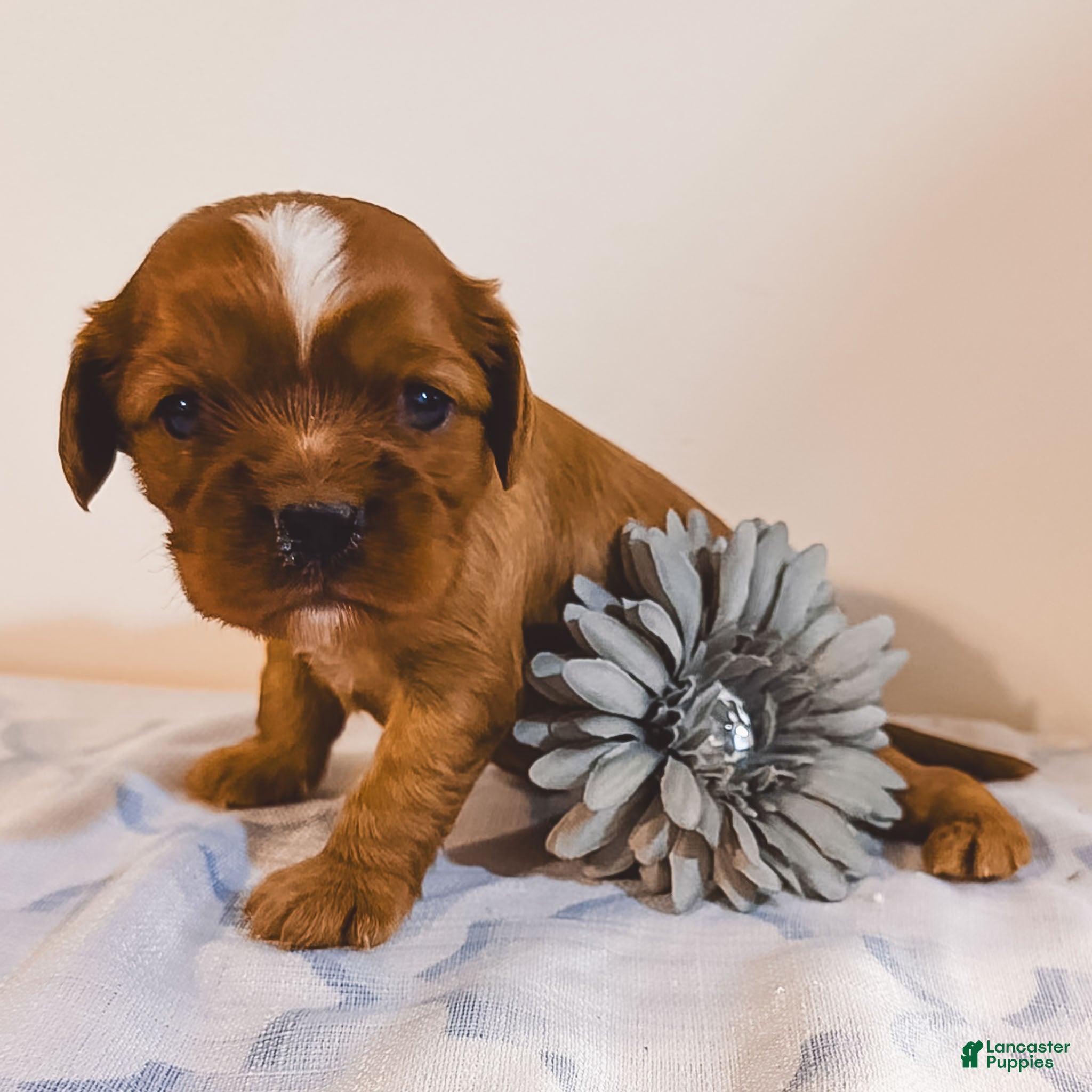 Cavalier King Charles Spaniel dogs Rollo Cavalier King Charles Spaniel puppy - Ad 1