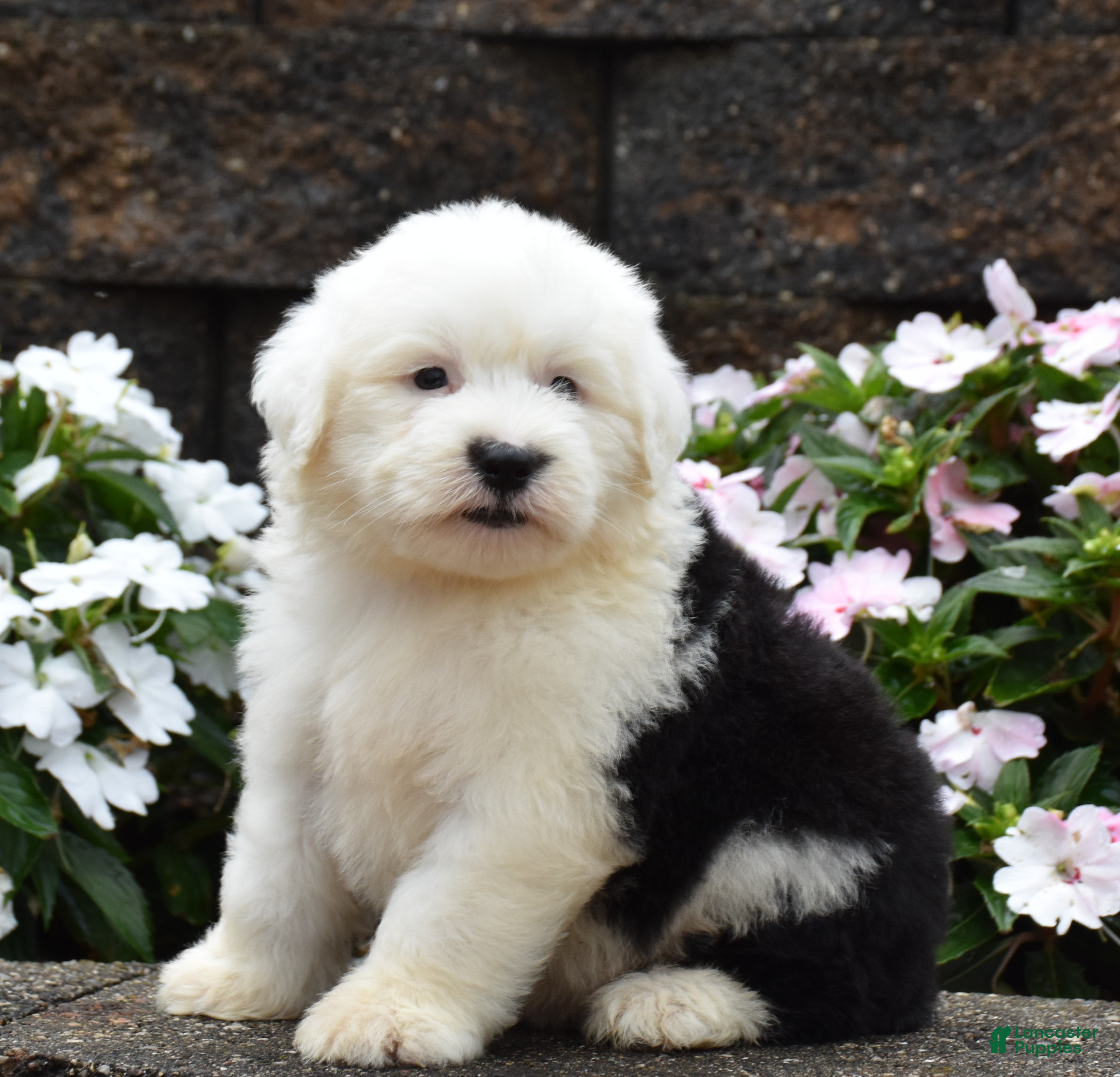 Old English Sheepdog dogs Muffin - Ad 2