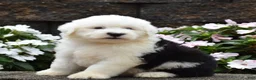 Old English Sheepdog dogs for sale: Muffin - Ad 2