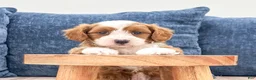 Cavapoo dogs for sale: Trixie - Ad 2