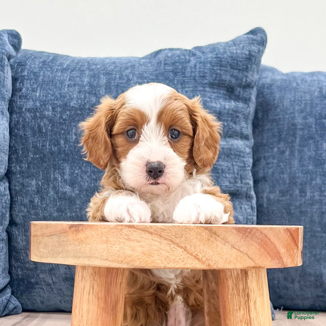 Cavapoo dogs for sale: Trixie - Ad 2
